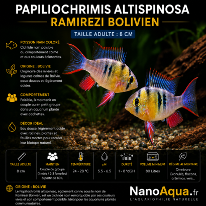 PAPILIOCHRIMIS ALTISPINOSA / RAMIREZI BOLIVIEN