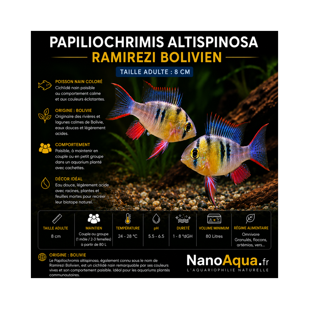 PAPILIOCHRIMIS ALTISPINOSA / RAMIREZI BOLIVIEN