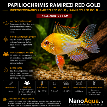 PAPILIOCHRIMIS RAMIREZI RED GOLD / MIKROGEOPHAGUS RAMIREZI RED GOLD / RAMIREZI RED GOLD