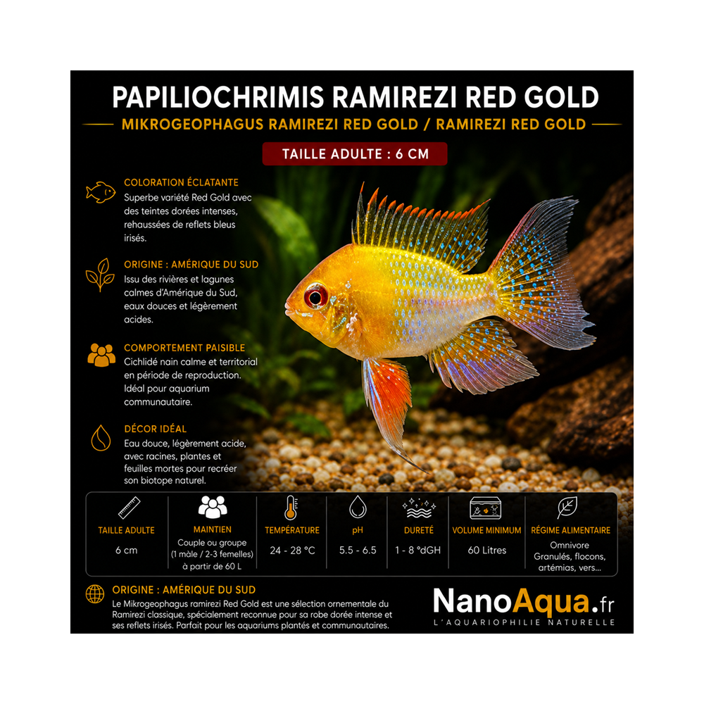 PAPILIOCHRIMIS RAMIREZI RED GOLD / MIKROGEOPHAGUS RAMIREZI RED GOLD / RAMIREZI RED GOLD