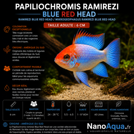 PAPILIOCHROMIS RAMIREZI BLUE RED HEAD / RAMIREZI BLUE RED HEAD / MIKROGEOPHAGUS RAMIREZI BLUE RED HEAD