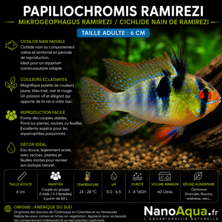 PAPILIOCHROMIS RAMIREZI / MIKROGEOPHAGUS RAMIREZI /  CICHLIDE NAIN DE RAMIREZI