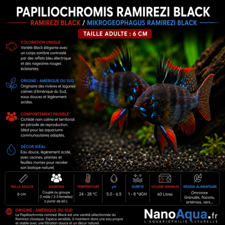 PAPILIOCHROMIS RAMIREZI BLACK / RAMIREZI BLACK / MIKROGEOPHAGUS RAMIREZI BLACK