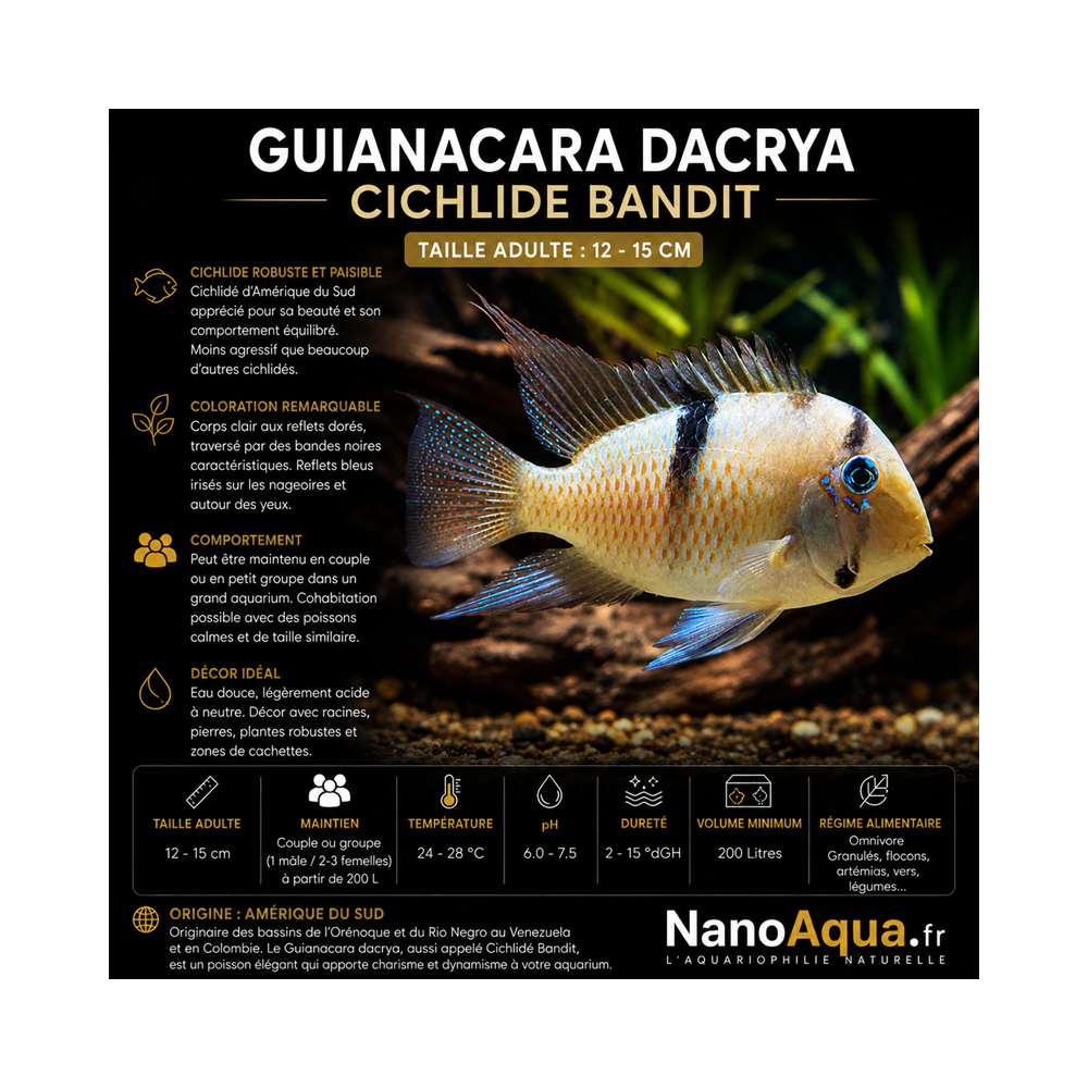 GUIANACARA DACRYA / CICHLIDE BANDIT