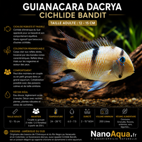 GUIANACARA DACRYA / CICHLIDE BANDIT