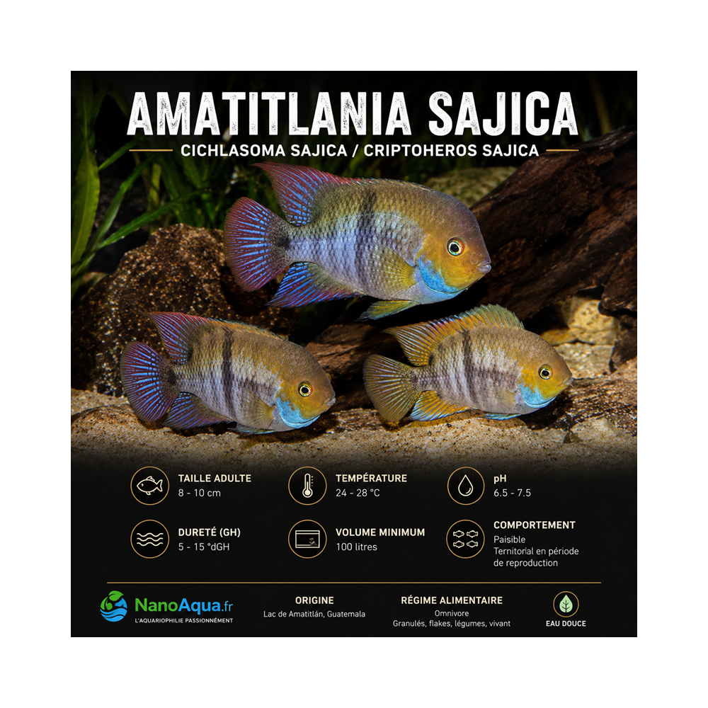 AMATITLANIA SAJICA / CICHLASOMA SAJICA / CRIPTOHEROS SAJICA