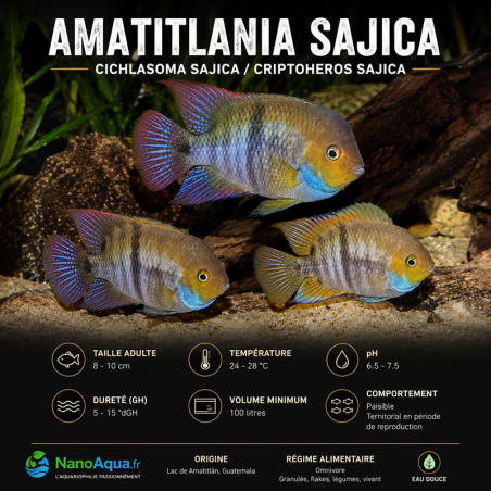 AMATITLANIA SAJICA / CICHLASOMA SAJICA / CRIPTOHEROS SAJICA