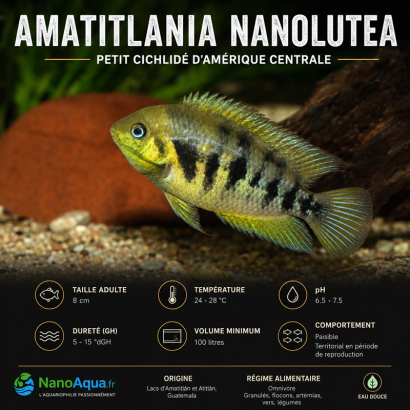 AMATITLANIA NANOLUTEA