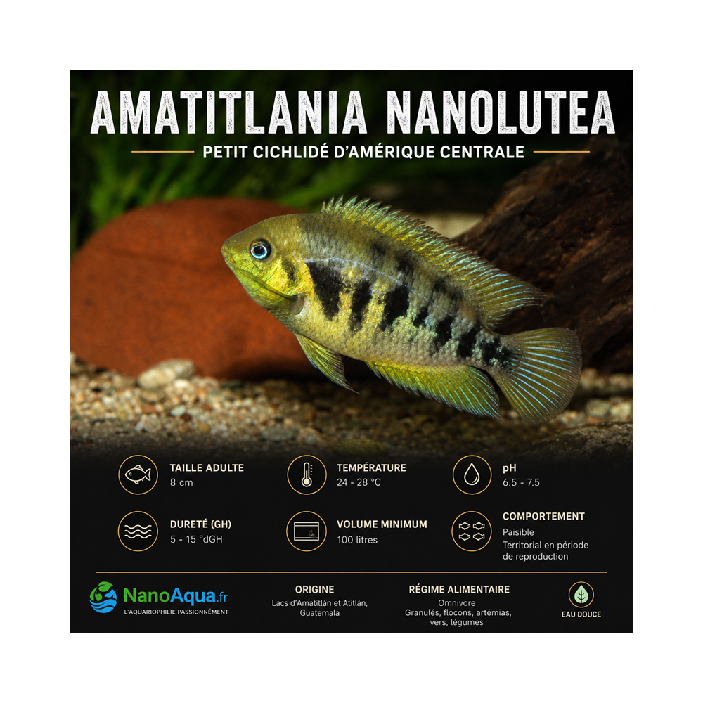 AMATITLANIA NANOLUTEA