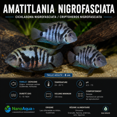 AMATITLANIA NIGROFASCIATA / CICHLASOMA NIGROFASCIATA / CRIPTOHEROS NIGROFASCIATA