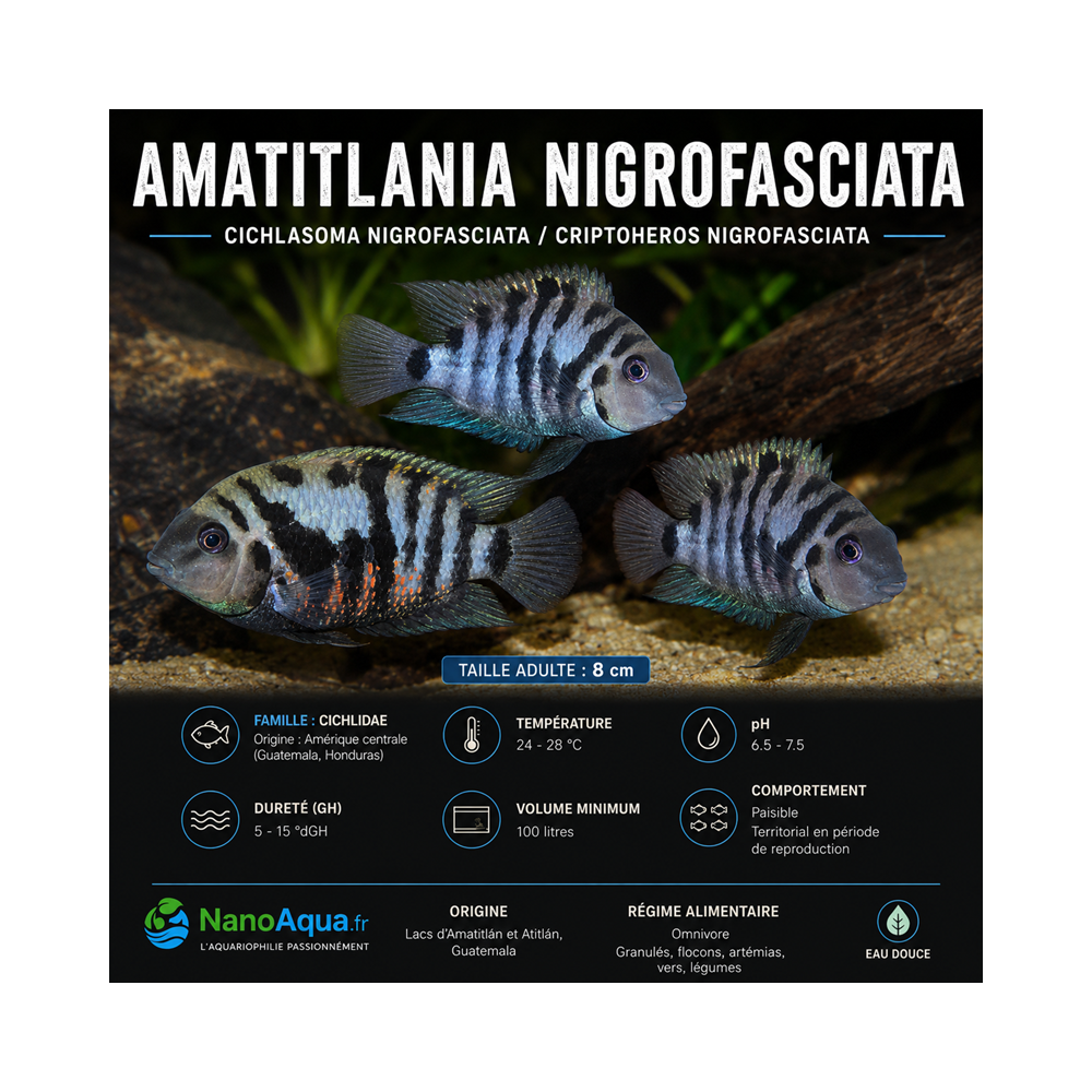 AMATITLANIA NIGROFASCIATA / CICHLASOMA NIGROFASCIATA / CRIPTOHEROS NIGROFASCIATA