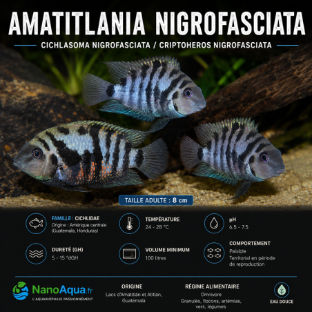 AMATITLANIA NIGROFASCIATA / CICHLASOMA NIGROFASCIATA / CRIPTOHEROS NIGROFASCIATA