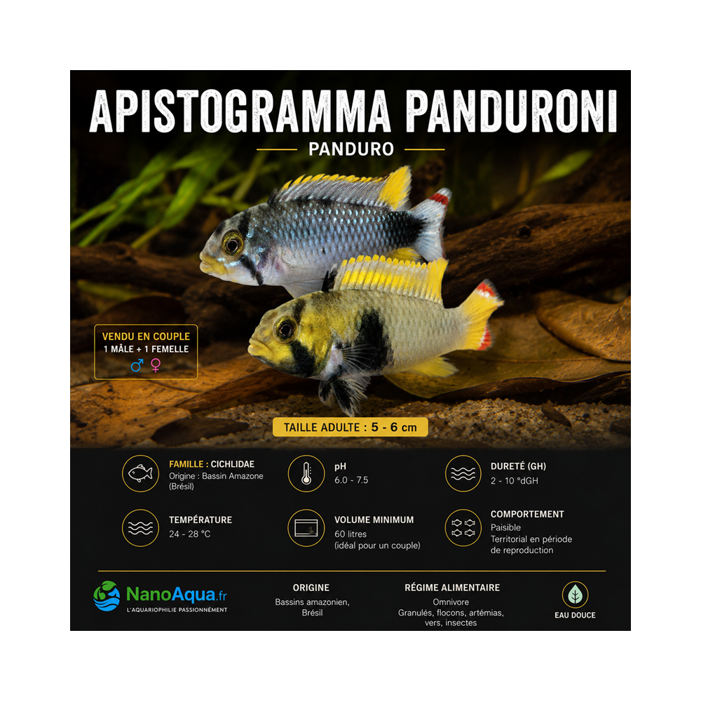 APISTOGRAMMA PANDOURINI / PANDURO le couple