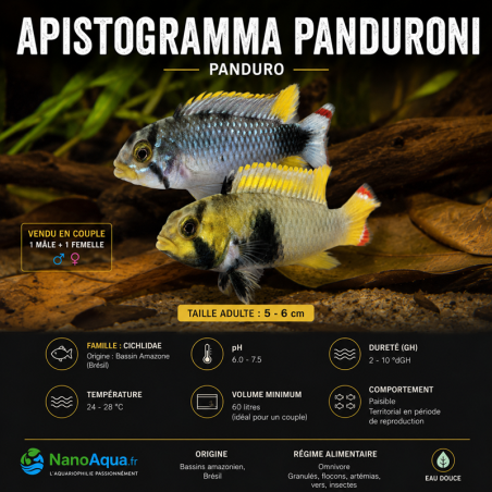 APISTOGRAMMA PANDOURINI / PANDURO le couple