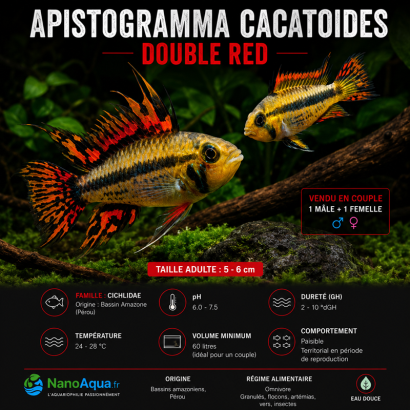 APISTOGRAMMA CACATOIDES DOUBLE RED