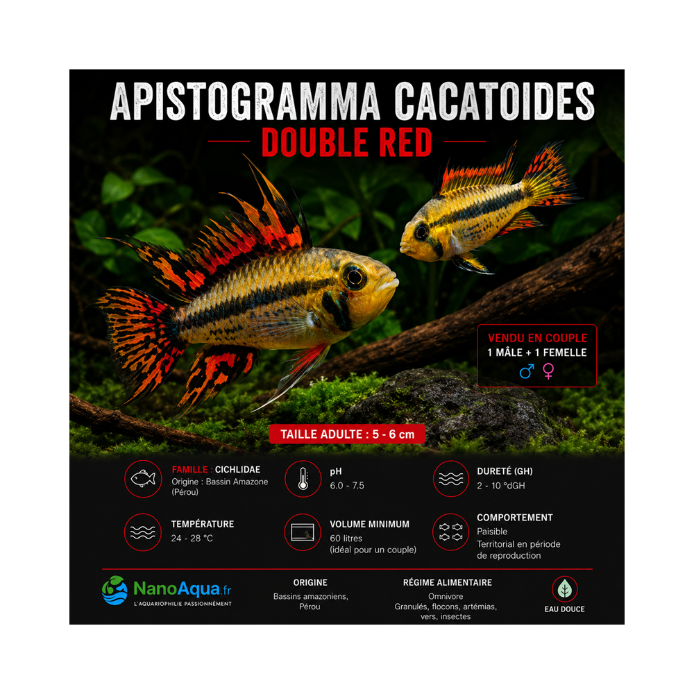 APISTOGRAMMA CACATOIDES DOUBLE RED