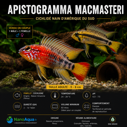 APISTOGRAMMA MACMASTERI