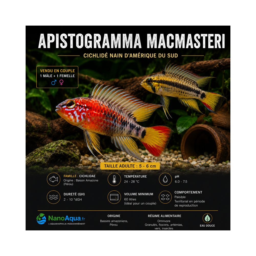 APISTOGRAMMA MACMASTERI