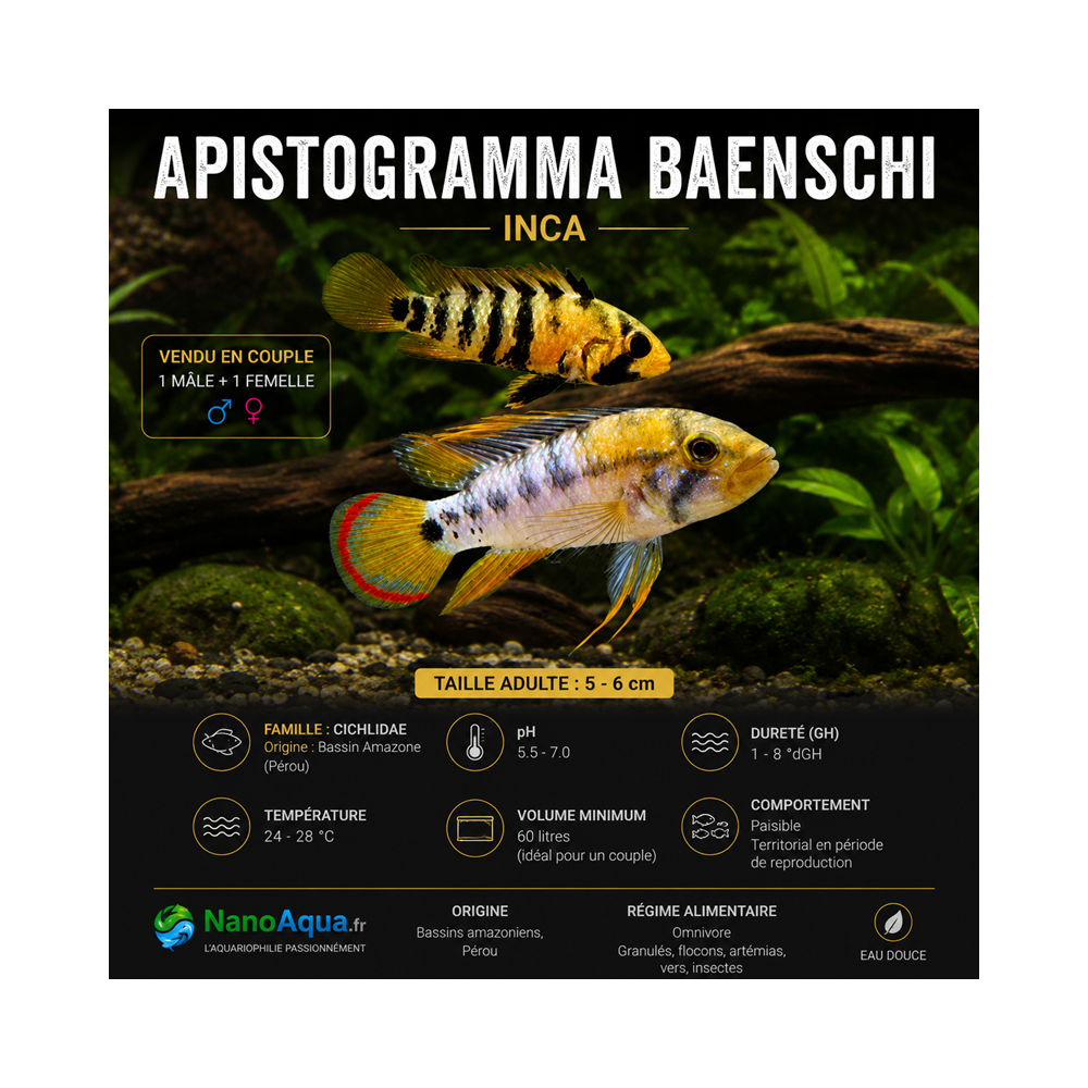 APISTOGRAMMA BAENSCHI INCA / le couple