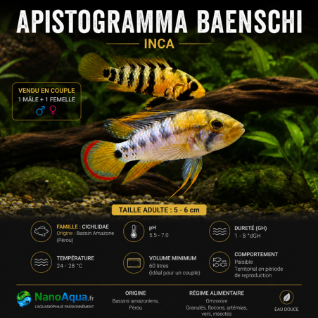 APISTOGRAMMA BAENSCHI INCA / le couple