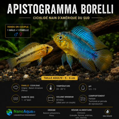 APISTOGRAMMA BORELLI