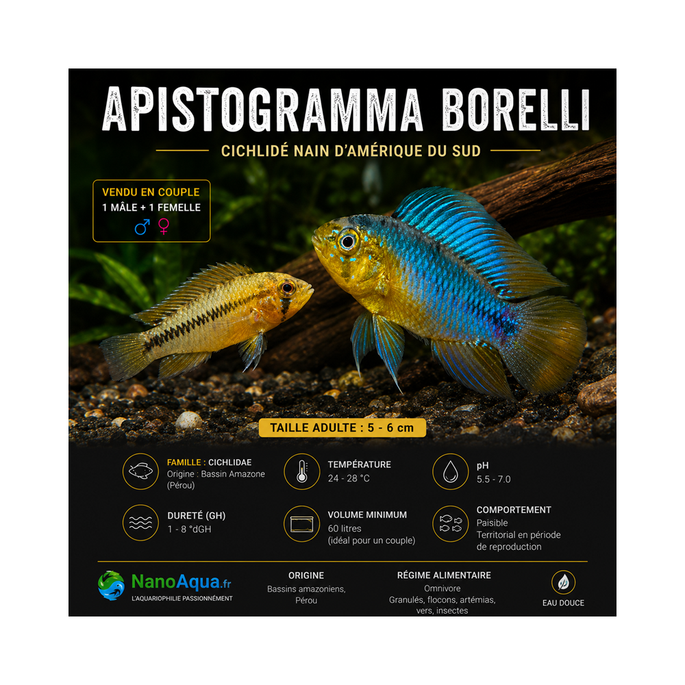 APISTOGRAMMA BORELLI