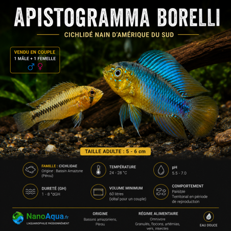 APISTOGRAMMA BORELLI