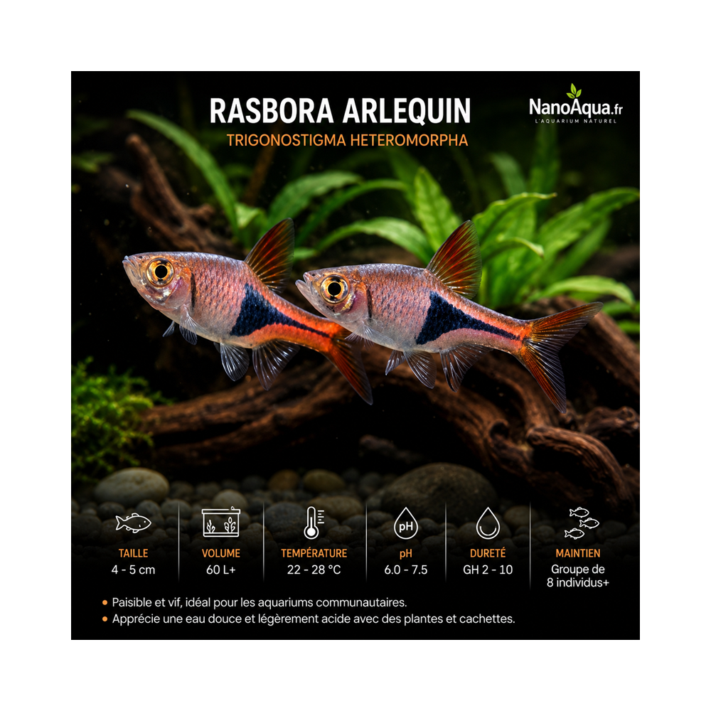 RASBORA ARLEQUIN / TRIGONOSTIGMA HETEROMORPHA