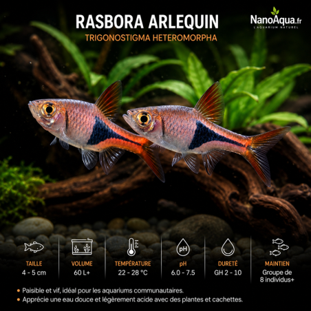 RASBORA ARLEQUIN / TRIGONOSTIGMA HETEROMORPHA