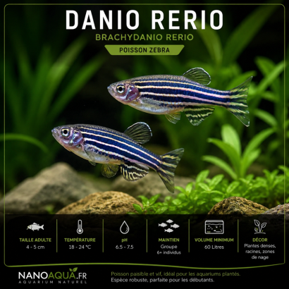 DANIO RERIO / BRACHYDANIO RERIO / POISSON ZEBRA