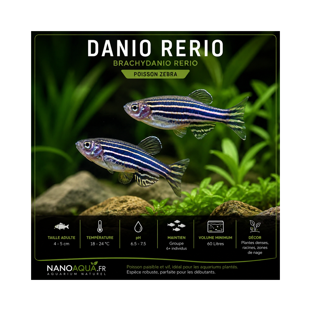 DANIO RERIO / BRACHYDANIO RERIO / POISSON ZEBRA