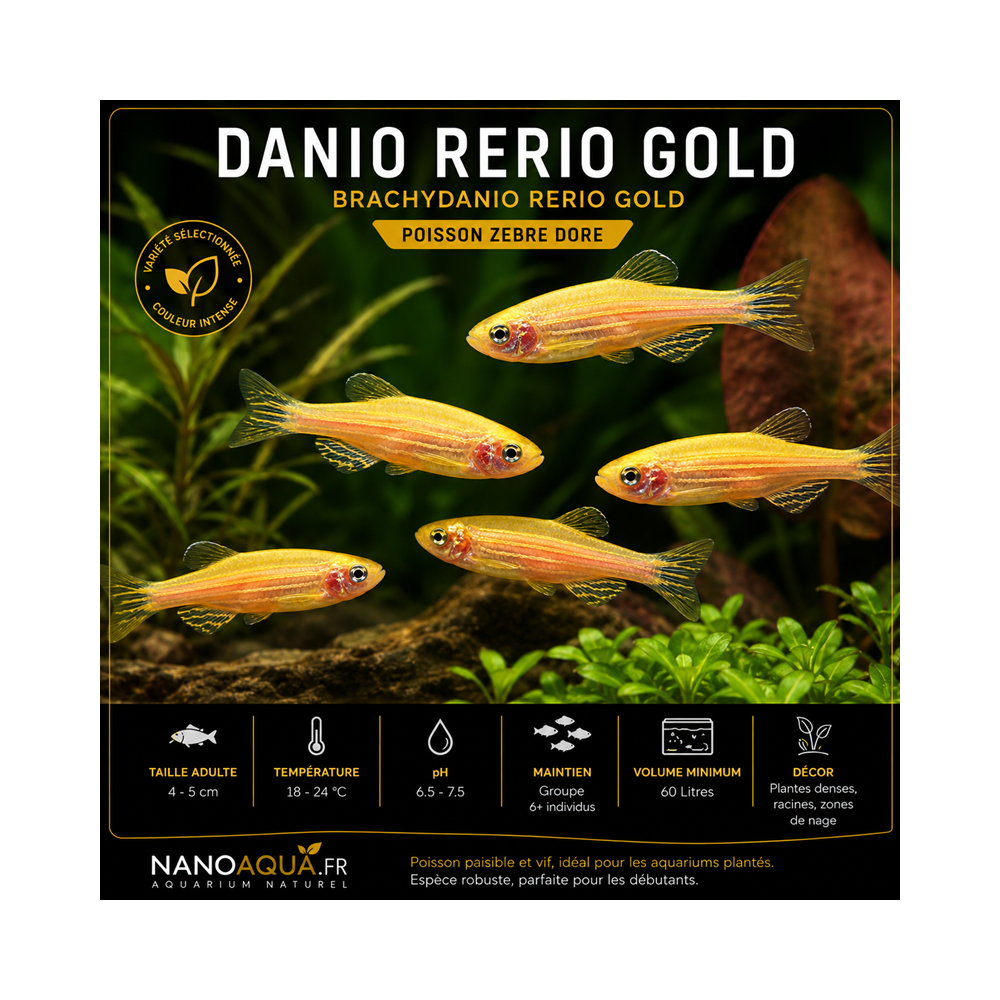 DANIO RERIO GOLD / BRACHYDANIO RERIO GOLD / POISSON ZEBRE DORE