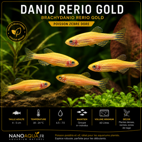 DANIO RERIO GOLD / BRACHYDANIO RERIO GOLD / POISSON ZEBRE DORE