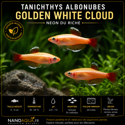 TANICHTHYS ALBONUBES GOLDEN WHITE CLOUD / NEON DU RICHE