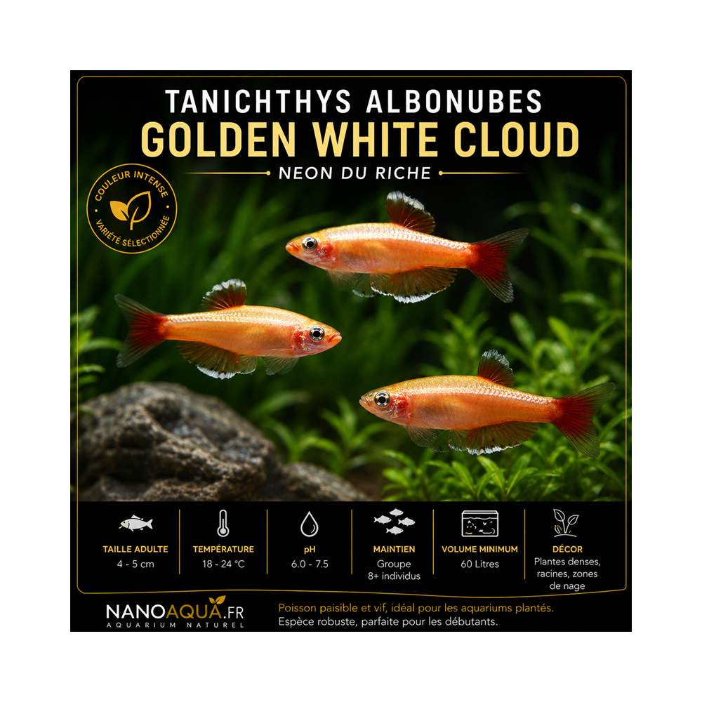 TANICHTHYS ALBONUBES GOLDEN WHITE CLOUD / NEON DU RICHE