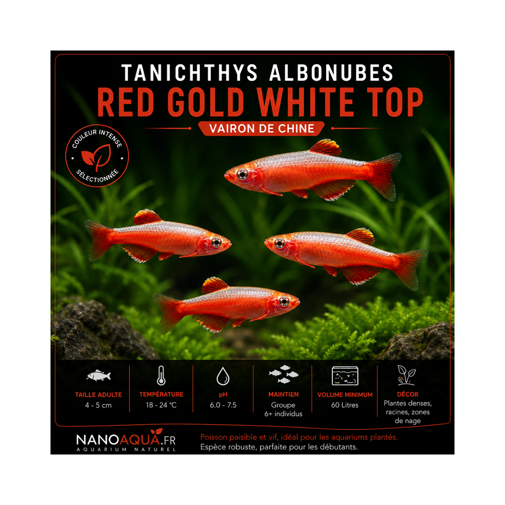 TANICHTHYS ALBONUBES RED GOLD WHITE TOP / VAIRON DE CHINE