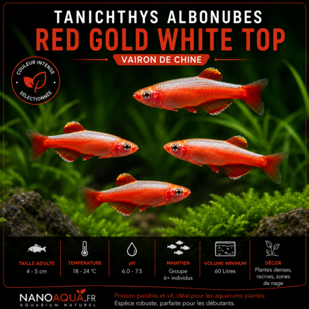 TANICHTHYS ALBONUBES RED GOLD WHITE TOP / VAIRON DE CHINE