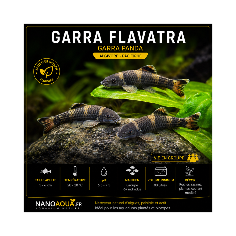 GARRA FLAVATRA / GARRA PANDA