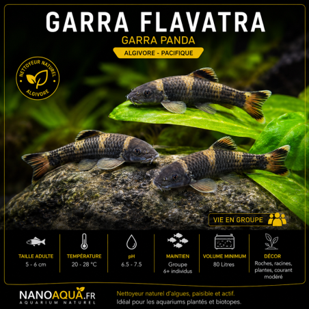 GARRA FLAVATRA / GARRA PANDA