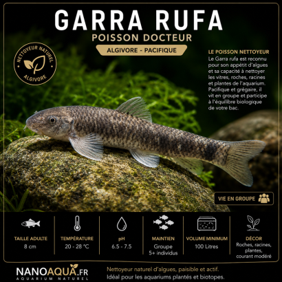 GARRA RUFA / POISSON DOCTEUR