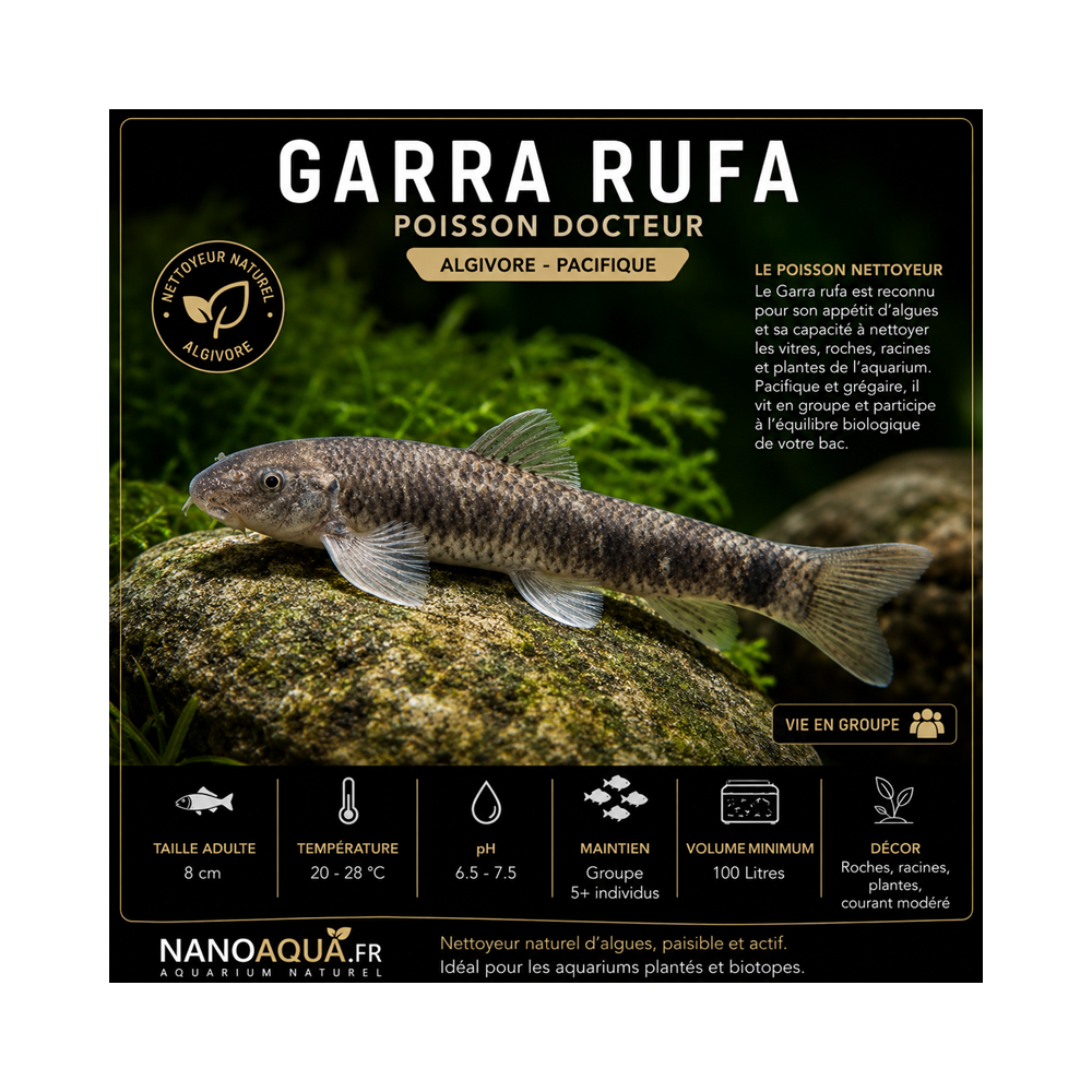 GARRA RUFA / POISSON DOCTEUR