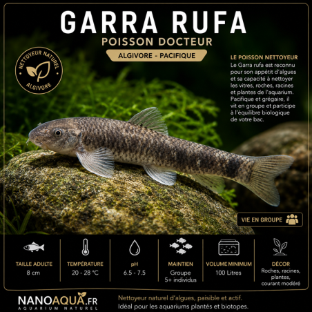 GARRA RUFA / POISSON DOCTEUR