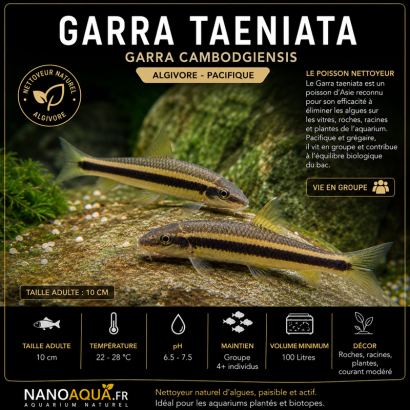 GARRA TAENIATA / GARRA CAMBODGIENSIS