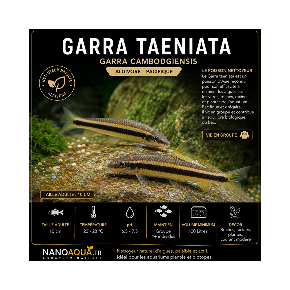 GARRA TAENIATA / GARRA CAMBODGIENSIS