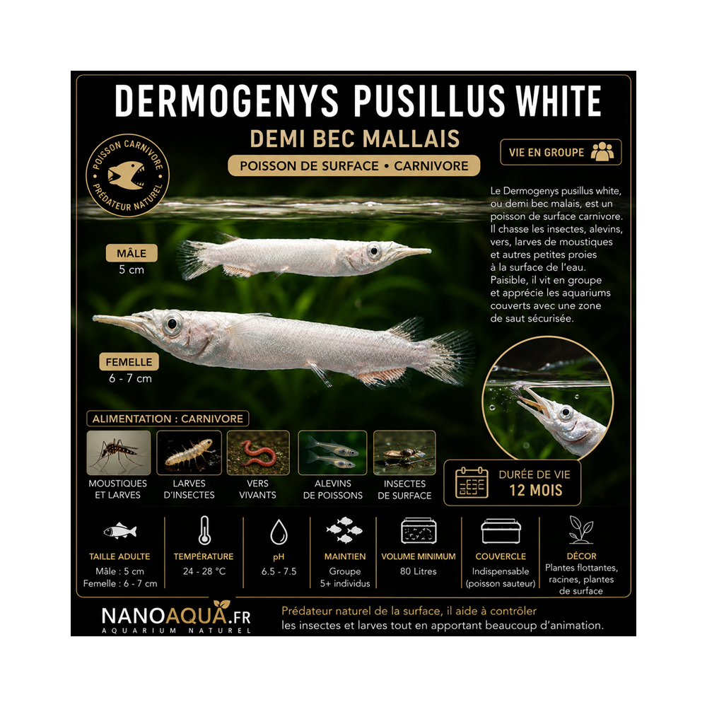 DERMOGENYS PUSILLUS WHITE / DEMI BEC MALLAIS