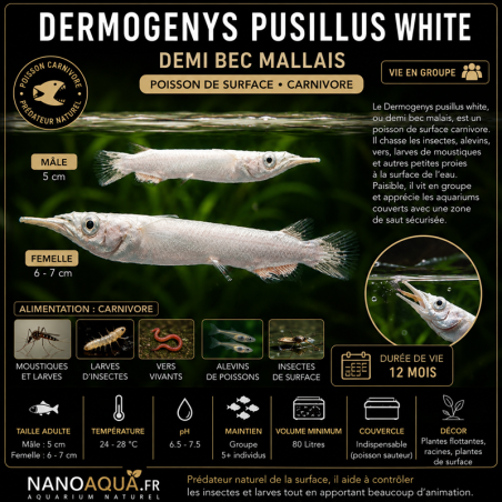 DERMOGENYS PUSILLUS WHITE / DEMI BEC MALLAIS