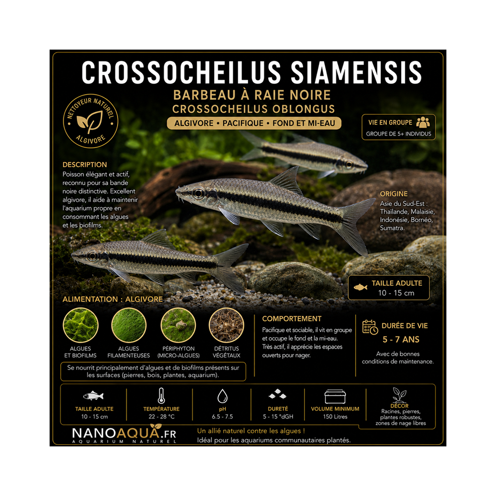 CROSSOCHEILUS SIAMENSIS / BARBEAU A RAIE NOIRE / CROSSOCHEILUS OBLONGUS