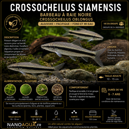 CROSSOCHEILUS SIAMENSIS / BARBEAU A RAIE NOIRE / CROSSOCHEILUS OBLONGUS