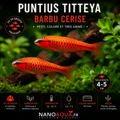 PUNTIUS TITTEYA / BARBU CERISE