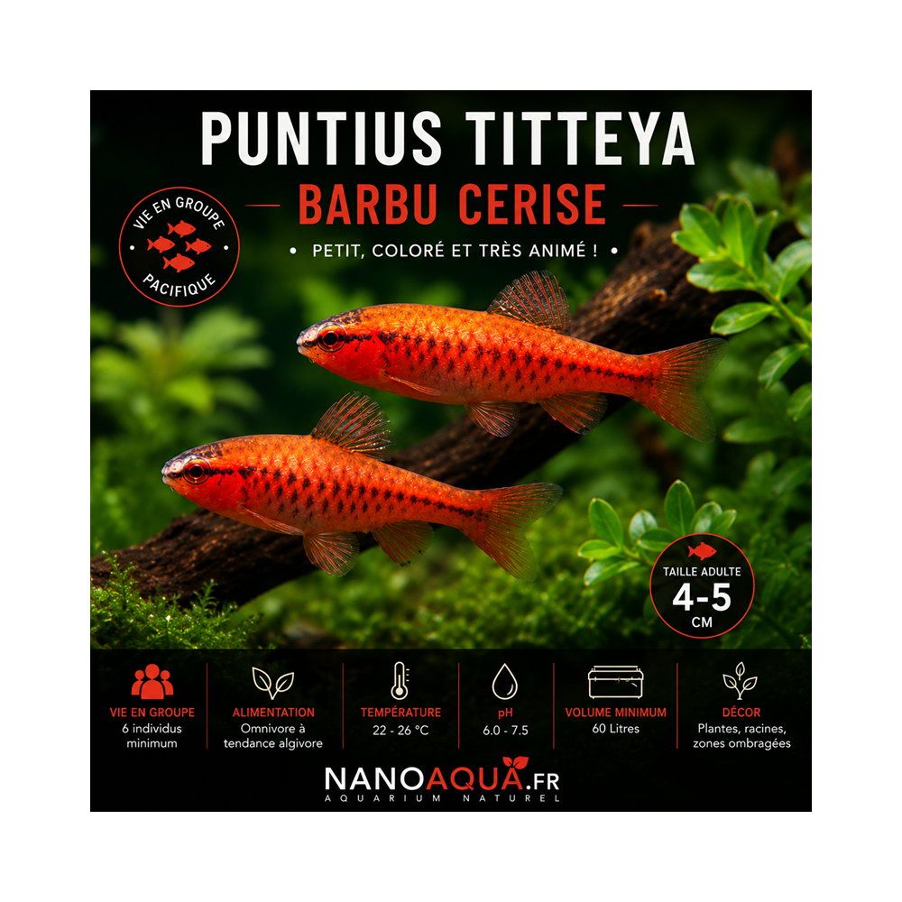 PUNTIUS TITTEYA / BARBU CERISE